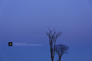 Les arbres, les oies et le harfang © Juile Beauchemin