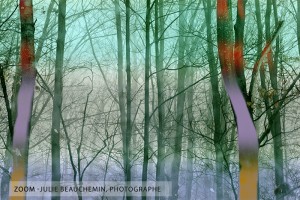 Sa foret. Zoom détail.
